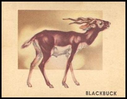 104 Blackbuck